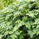 1000 Seeds JAPANESE MUGWORT Artemisia Princeps Korean Wormwood Yomagi Herb Flower (Seeds)
