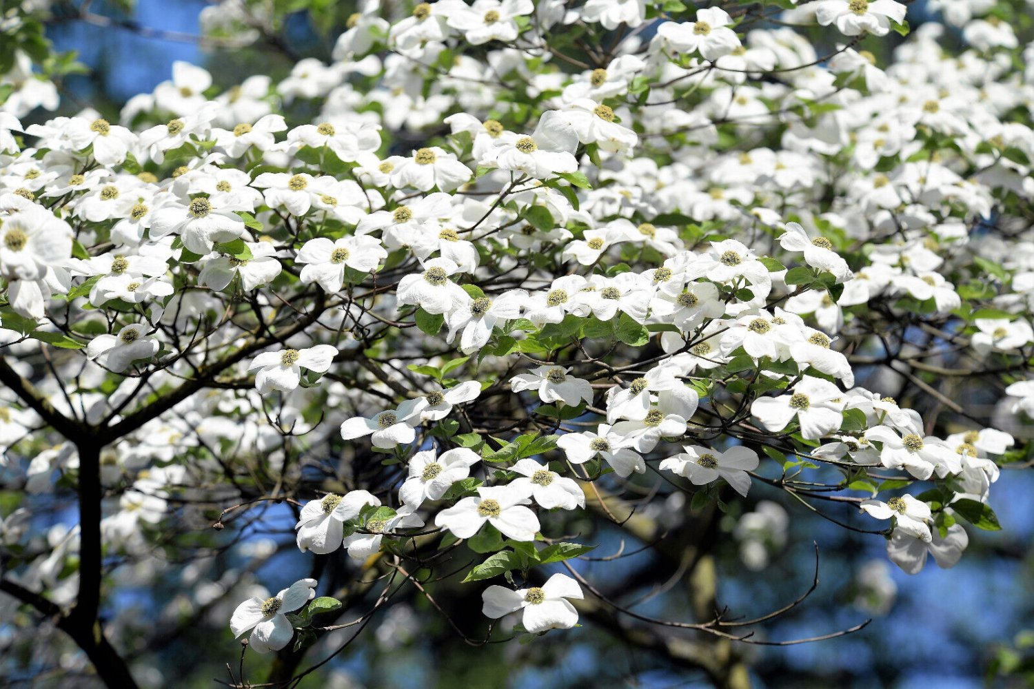 10 Seeds American WHITE FLOWERING DOGWOOD Small Tree Cornus Florida (Seeds)