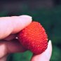 20 Seeds AUSTRALIAN RASPBERRY Queensland Atherton Rubus Probus Berry Fruit Shrub (Seeds)