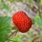 20 Seeds AUSTRALIAN RASPBERRY Queensland Atherton Rubus Probus Berry Fruit Shrub (Seeds)