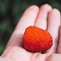 20 Seeds AUSTRALIAN RASPBERRY Queensland Atherton Rubus Probus Berry Fruit Shrub (Seeds)