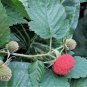 20 Seeds AUSTRALIAN RASPBERRY Queensland Atherton Rubus Probus Berry Fruit Shrub (Seeds)