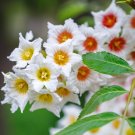 5 Seeds YELLOWHORN TREE Xanthoceras Sorbifolium White Yellow Red Fragrant Flower (Seeds)