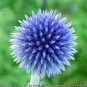 25 Seeds Blue GLOBE THISTLE Echinops Ritro Southern Globethistle Flower (Seeds)