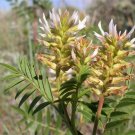 50 Seeds AMERICAN LICORICE Glycyrrhiza Lepidota Wild Native Herb White Flower (Seeds) 50 Seeds AMERICAN LICORICE Glycyrrhiza Lepidota Wild Native Herb White Flower (Seeds)