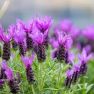 100 Seeds FRENCH LAVENDER Butterfly Spanish Topped Lavandula Stoechas Flower Herb (Seeds)