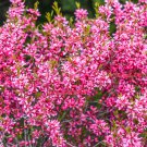 5 Seeds DWARF RUSSIAN ALMOND Prunus Tenella Rose Red Pink Fragrant Flower Shrub (Seeds)