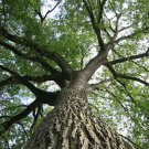 25 Seeds WHITE AMERICAN ELM TREE Ulmus Americana RED Flower (Seeds) 25 Seeds WHITE AMERICAN ELM TREE Ulmus Americana RED Flower (Seeds)