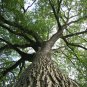 25 Seeds WHITE AMERICAN ELM TREE Ulmus Americana RED Flower (Seeds)