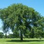 25 Seeds WHITE AMERICAN ELM TREE Ulmus Americana RED Flower (Seeds)