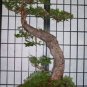 25 Seeds WHITE AMERICAN ELM TREE Ulmus Americana RED Flower (Seeds)