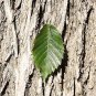 25 Seeds WHITE AMERICAN ELM TREE Ulmus Americana RED Flower (Seeds)