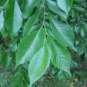 25 Seeds WHITE AMERICAN ELM TREE Ulmus Americana RED Flower (Seeds)