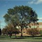 25 Seeds WHITE AMERICAN ELM TREE Ulmus Americana RED Flower (Seeds)