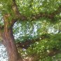25 Seeds WHITE AMERICAN ELM TREE Ulmus Americana RED Flower (Seeds)