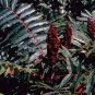 75 Seeds SMOOTH SUMAC TREE Red Berries Rhus Glabra Borealis (Seeds)