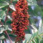 75 Seeds SMOOTH SUMAC TREE Red Berries Rhus Glabra Borealis (Seeds)