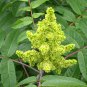 75 Seeds SMOOTH SUMAC TREE Red Berries Rhus Glabra Borealis (Seeds)
