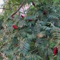 75 Seeds SMOOTH SUMAC TREE Red Berries Rhus Glabra Borealis (Seeds)