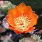 10 Seeds Orange PRICKLY PEAR CACTUS Indian Fig Opuntia Ficus-Indica Fruit Flower (Seeds)