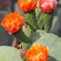 10 Seeds Orange PRICKLY PEAR CACTUS Indian Fig Opuntia Ficus-Indica Fruit Flower (Seeds)