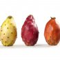 10 Seeds Orange PRICKLY PEAR CACTUS Indian Fig Opuntia Ficus-Indica Fruit Flower (Seeds)