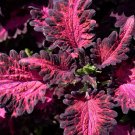 20 Seeds BLACK DRAGON COLEUS Solenostemon Scutellarioides Nettle Shade Flower (Seeds)