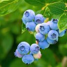 50 Seeds SOUTHERN HIGHBUSH BLUEBERRY Pre-Stratified Vaccinium Corymbosum Shrub (Seeds)
