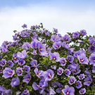 25 Seeds Purple ROSE Of SHARON HIBISCUS Syriacus Flower Tree Bush (Seeds)