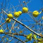 10 Seeds HEDGE APPLE Osage Orange Horse Apple Monkey Ball Maclura Pomifera Tree (Seeds)