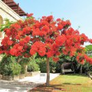 10 Seeds ROYAL POINCIANA TREE Delonix Regia aka Red Flame Flamboyant Tree Flower (Seeds)