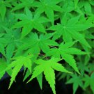 20 Seeds GREEN JAPANESE MAPLE Tree Ornamental Acer Palmatum Yellow Fall Foliage (Seeds) 20 Seeds GREEN JAPANESE MAPLE Tree Ornamental Acer Palmatum Yellow Fall Foliage (Seeds)