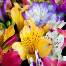 10 Seeds PERUVIAN LILY MIX Alstroemeria Ligtu Myers Hybrids Mixed Colors Flower (Seeds)