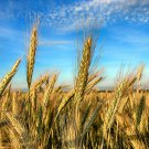 350 Seeds AROOSTOOK RYE Secale Cereale Cereal Grain Hardy Winter Cover Crop (Seeds)