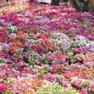 50 Seeds MIXED COLORS DWARF IMPATIENS Walleriana Red Pink Orange Shade Flower (Seeds)