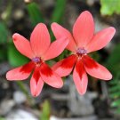 20 Seeds PAINTED PETALS FREESIA Mixed Colors Anomatheca Laxa Red Blue + Flower (Seeds) 20 Seeds PAINTED PETALS FREESIA Mixed Colors Anomatheca Laxa Red Blue + Flower (Seeds)