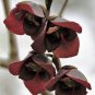 5 Seeds PAW PAW FRUIT TREE Indian Banana Asimina Triloba Flower (Seeds)