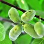 5 Seeds PAW PAW FRUIT TREE Indian Banana Asimina Triloba Flower (Seeds)