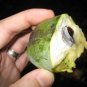 5 Seeds PAW PAW FRUIT TREE Indian Banana Asimina Triloba Flower (Seeds)