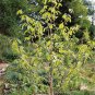 5 Seeds PAW PAW FRUIT TREE Indian Banana Asimina Triloba Flower (Seeds)
