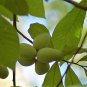 5 Seeds PAW PAW FRUIT TREE Indian Banana Asimina Triloba Flower (Seeds)