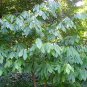 5 Seeds PAW PAW FRUIT TREE Indian Banana Asimina Triloba Flower (Seeds)