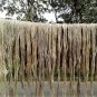 100 Seeds TOSSA JUTE Mallow Corchorus Olitorius African Sorrel Twine Vegetable (Seeds)