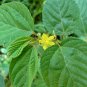 100 Seeds TOSSA JUTE Mallow Corchorus Olitorius African Sorrel Twine Vegetable (Seeds)