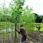 100 Seeds TOSSA JUTE Mallow Corchorus Olitorius African Sorrel Twine Vegetable (Seeds)