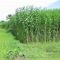 100 Seeds TOSSA JUTE Mallow Corchorus Olitorius African Sorrel Twine Vegetable (Seeds)