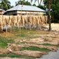 100 Seeds TOSSA JUTE Mallow Corchorus Olitorius African Sorrel Twine Vegetable (Seeds)