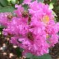 35 Seeds DARK PINK CREPE CRAPE MYRTLE Lagerstroemia Indica Bush Tree Flower (Seeds)