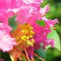 35 Seeds DARK PINK CREPE CRAPE MYRTLE Lagerstroemia Indica Bush Tree Flower (Seeds)