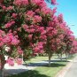 35 Seeds DARK PINK CREPE CRAPE MYRTLE Lagerstroemia Indica Bush Tree Flower (Seeds)